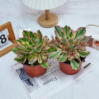 6'' Aeonium Porcelain, Rare Live Succulent Plants