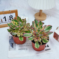 6'' Aeonium Porcelain, Rare Live Succulent Plants