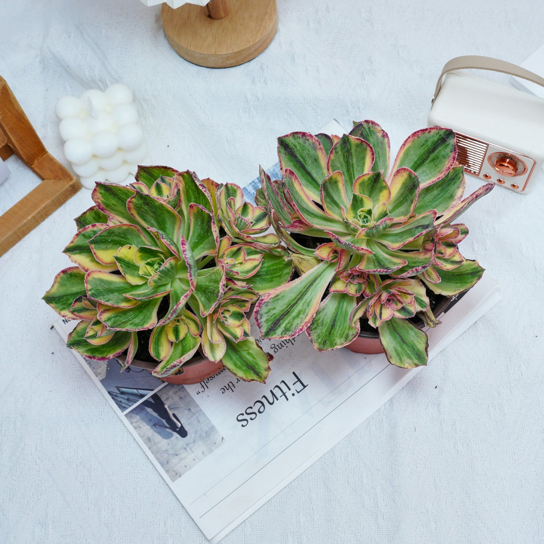6'' Aeonium Porcelain, Rare Live Succulent Plants