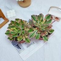 6'' Aeonium Porcelain, Rare Live Succulent Plants