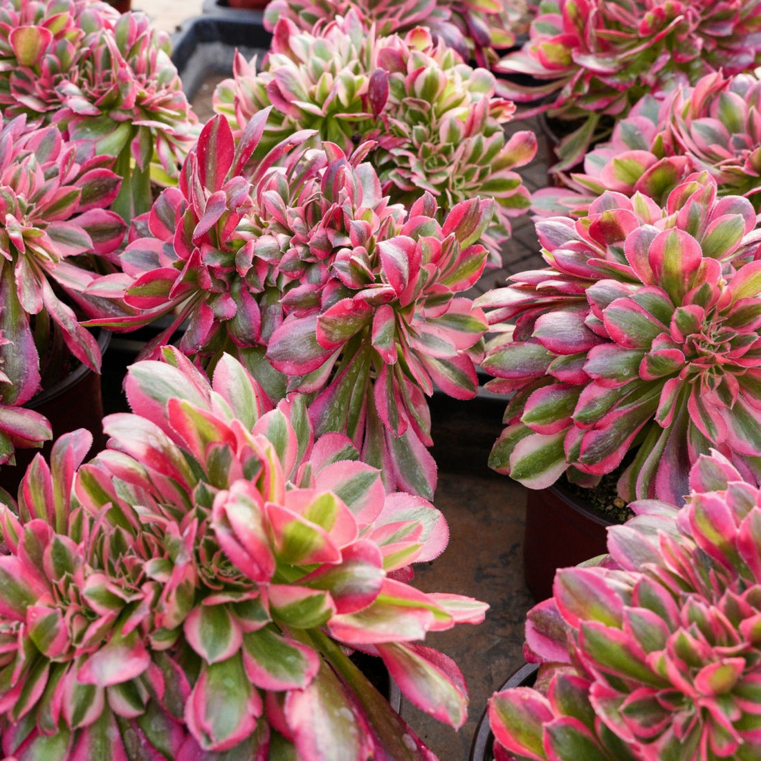 6'' Aeonium Pink Witch Crested, Rare Live Succulent Plants