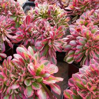 6'' Aeonium Pink Witch Crested, Rare Live Succulent Plants