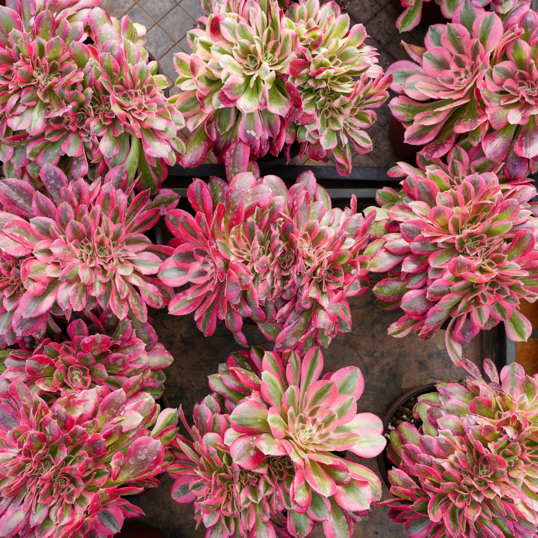 6'' Aeonium Pink Witch Crested, Rare Live Succulent Plants