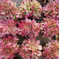 6'' Aeonium Pink Witch Crested, Rare Live Succulent Plants