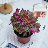 6'' Aeonium Pink Witch Crested, Rare Live Succulent Plants