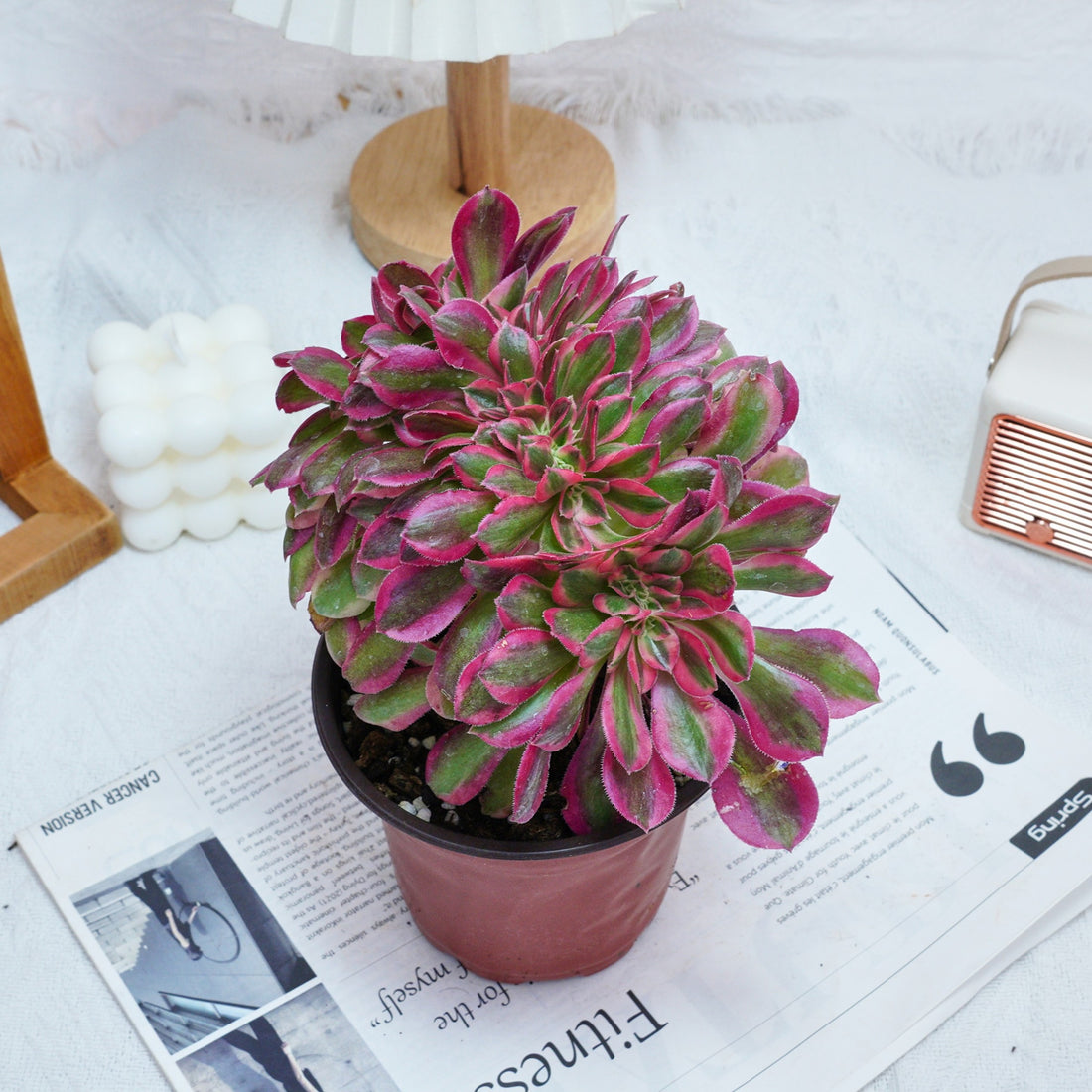6'' Aeonium Pink Witch Crested, Rare Live Succulent Plants