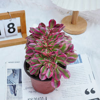 6'' Aeonium Pink Witch Crested, Rare Live Succulent Plants