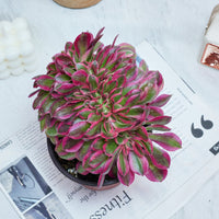 6'' Aeonium Pink Witch Crested, Rare Live Succulent Plants