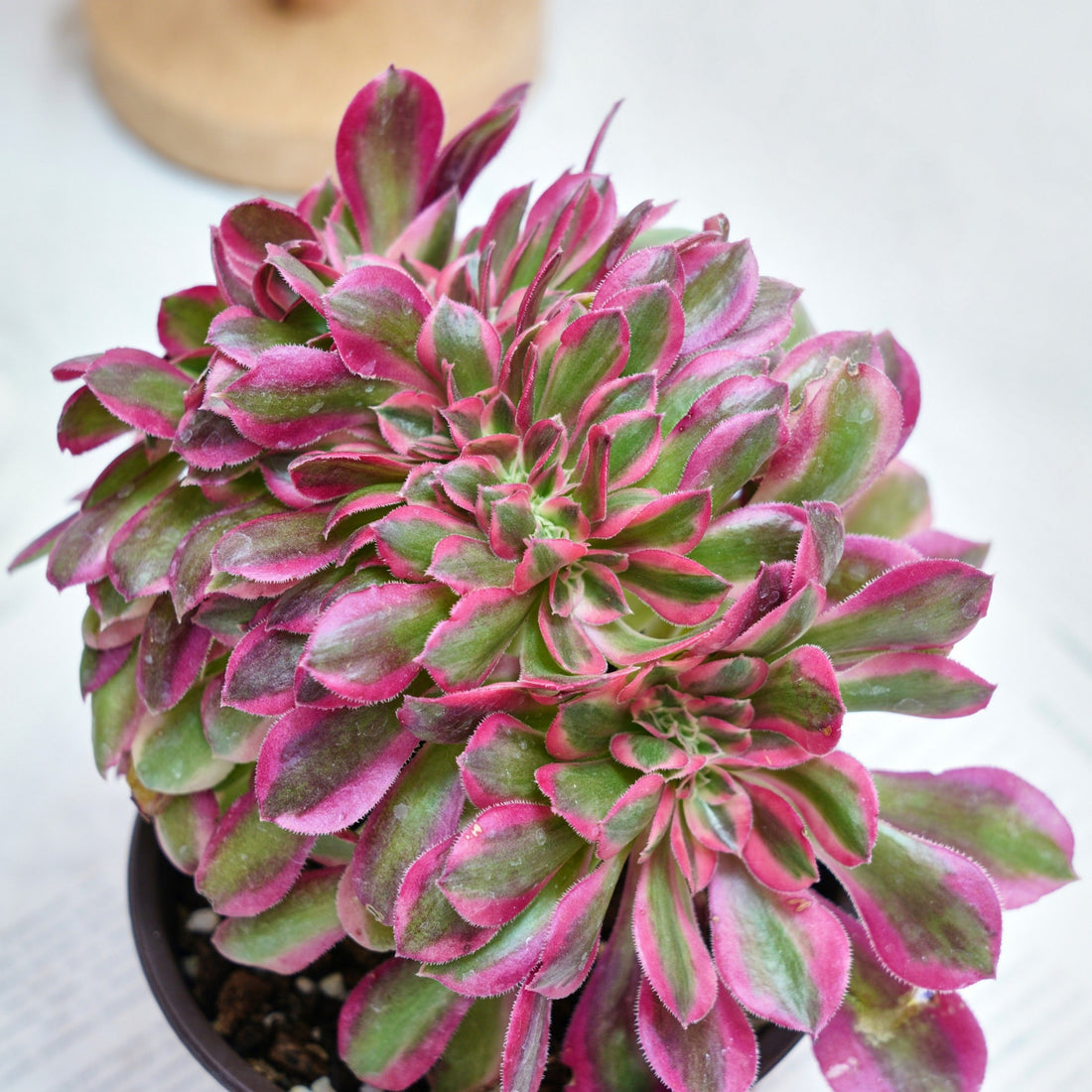 6'' Aeonium Pink Witch Crested, Rare Live Succulent Plants