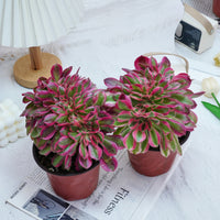 6'' Aeonium Pink Witch Crested, Rare Live Succulent Plants