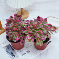 6'' Aeonium Pink Witch Crested, Rare Live Succulent Plants