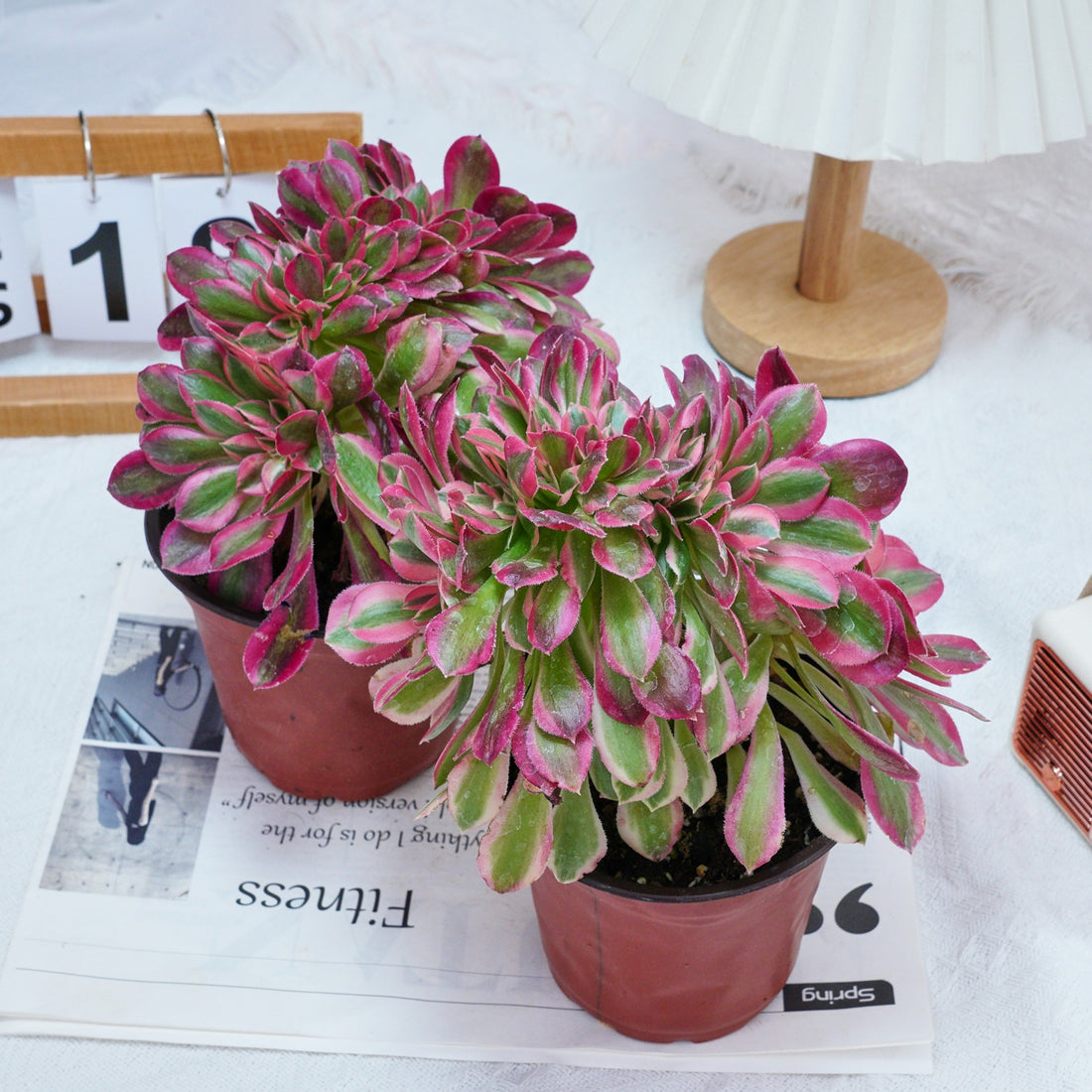 6'' Aeonium Pink Witch Crested, Rare Live Succulent Plants