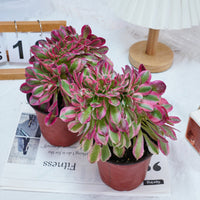 6'' Aeonium Pink Witch Crested, Rare Live Succulent Plants