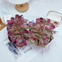 6'' Aeonium Pink Witch Crested, Rare Live Succulent Plants