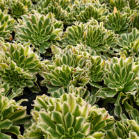 6'' Aeonium Belong, Rare Live Succulent Plants
