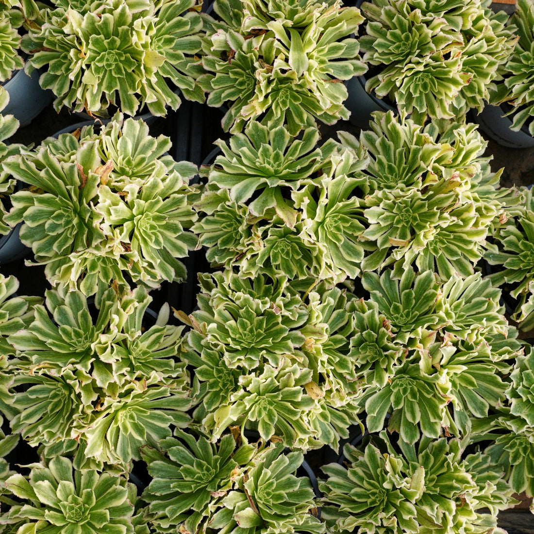 6'' Aeonium Belong, Rare Live Succulent Plants