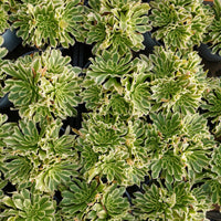 6'' Aeonium Belong, Rare Live Succulent Plants