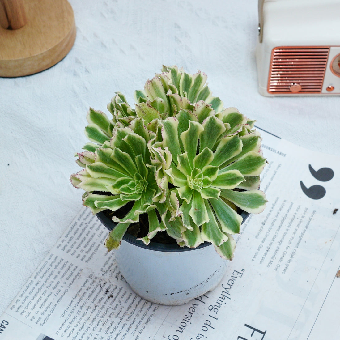6'' Aeonium Belong, Rare Live Succulent Plants