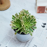 6'' Aeonium Belong, Rare Live Succulent Plants