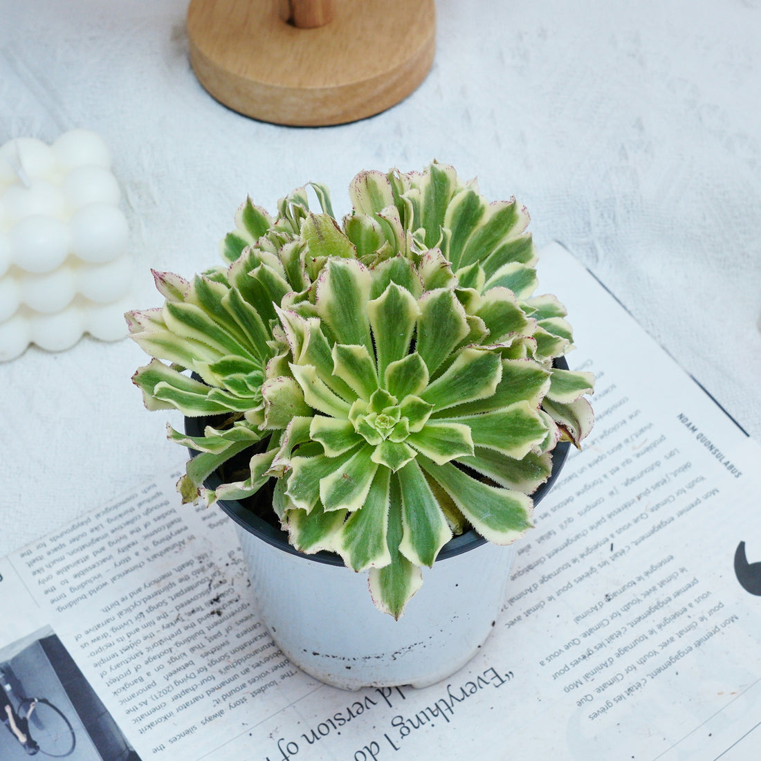 6'' Aeonium Belong, Rare Live Succulent Plants