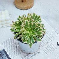 6'' Aeonium Belong, Rare Live Succulent Plants