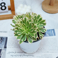 6'' Aeonium Belong, Rare Live Succulent Plants