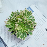6'' Aeonium Belong, Rare Live Succulent Plants