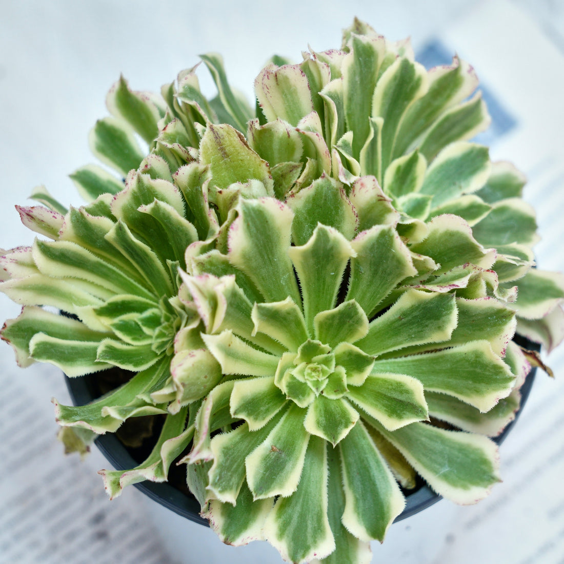 6'' Aeonium Belong, Rare Live Succulent Plants