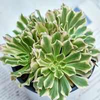 6'' Aeonium Belong, Rare Live Succulent Plants