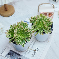 6'' Aeonium Belong, Rare Live Succulent Plants