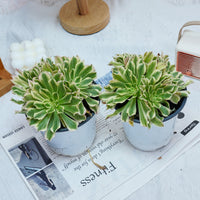 6'' Aeonium Belong, Rare Live Succulent Plants