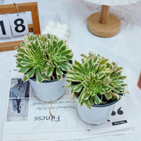 6'' Aeonium Belong, Rare Live Succulent Plants