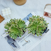 6'' Aeonium Belong, Rare Live Succulent Plants