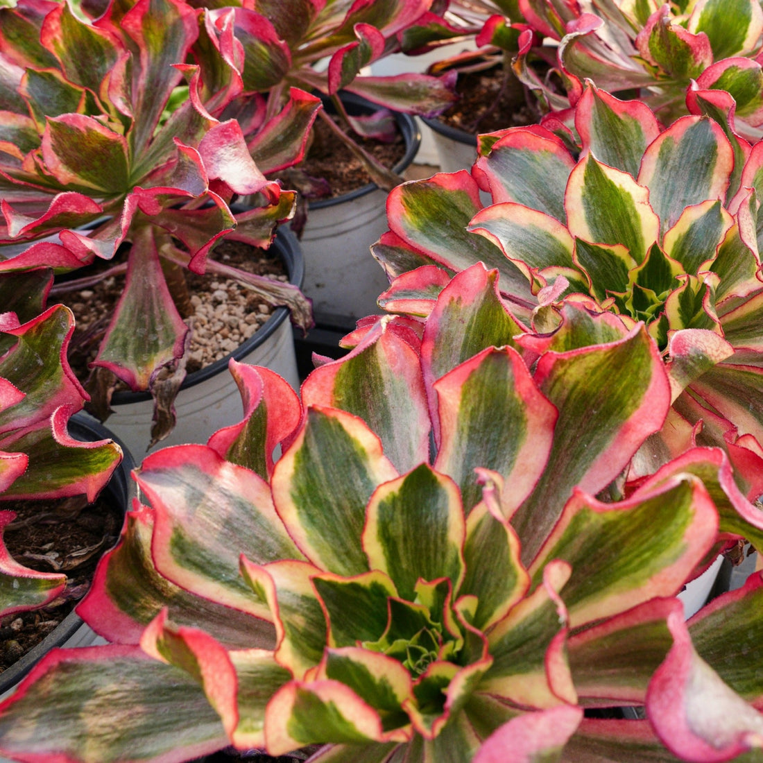 8'' Aeonium Phantom, Rare Live Succulent Plants