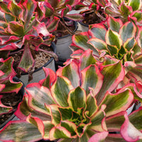 8'' Aeonium Phantom, Rare Live Succulent Plants