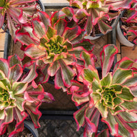 8'' Aeonium Phantom, Rare Live Succulent Plants