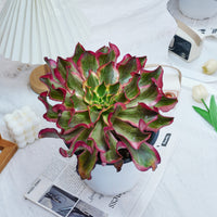 8'' Aeonium Phantom, Rare Live Succulent Plants