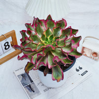 8'' Aeonium Phantom, Rare Live Succulent Plants