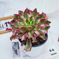 8'' Aeonium Phantom, Rare Live Succulent Plants