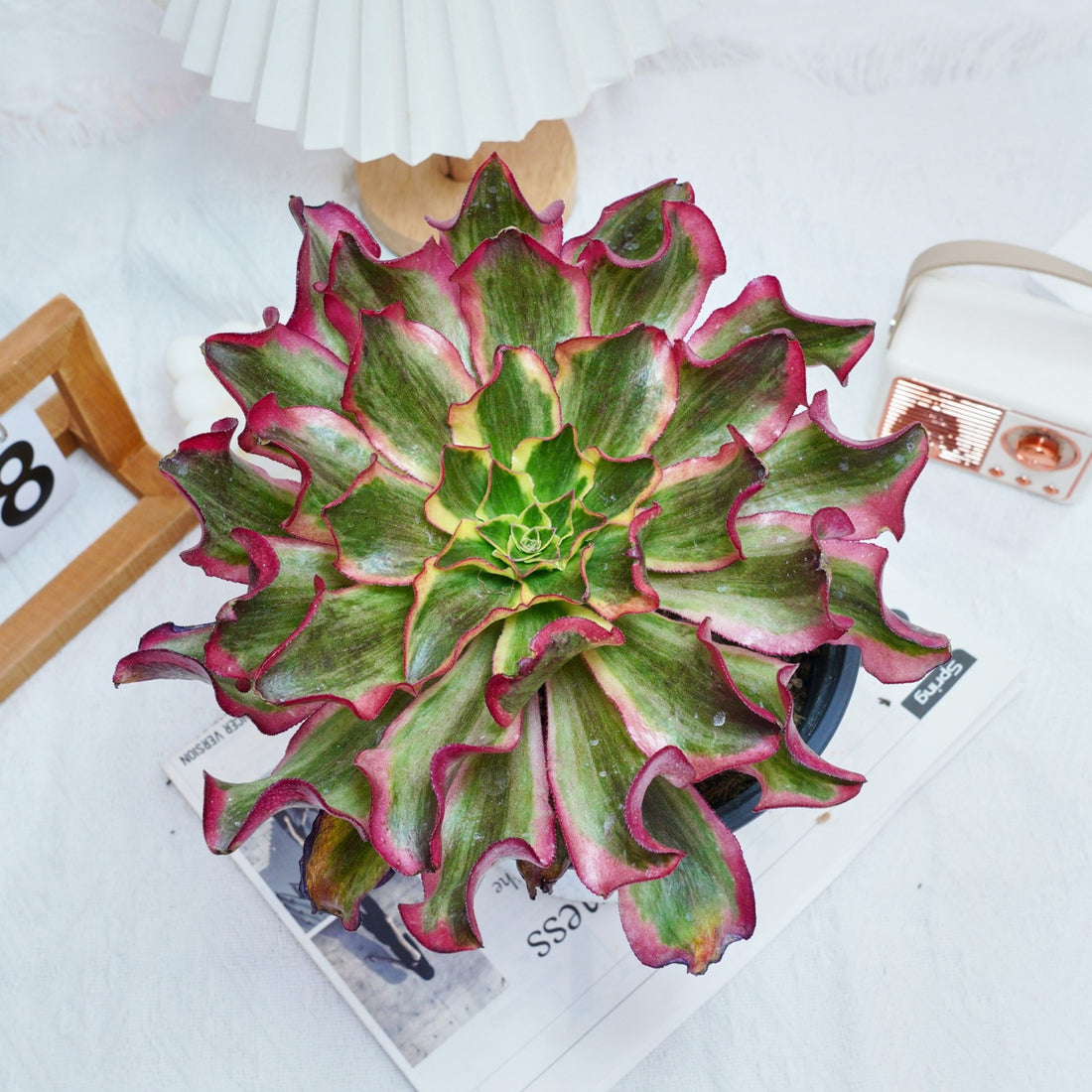 8'' Aeonium Phantom, Rare Live Succulent Plants