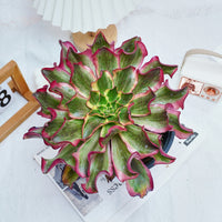 8'' Aeonium Phantom, Rare Live Succulent Plants