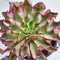 8'' Aeonium Phantom, Rare Live Succulent Plants