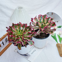 8'' Aeonium Phantom, Rare Live Succulent Plants