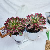 8'' Aeonium Phantom, Rare Live Succulent Plants