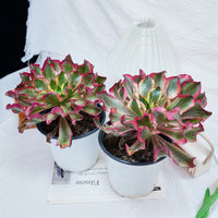 8'' Aeonium Phantom, Rare Live Succulent Plants
