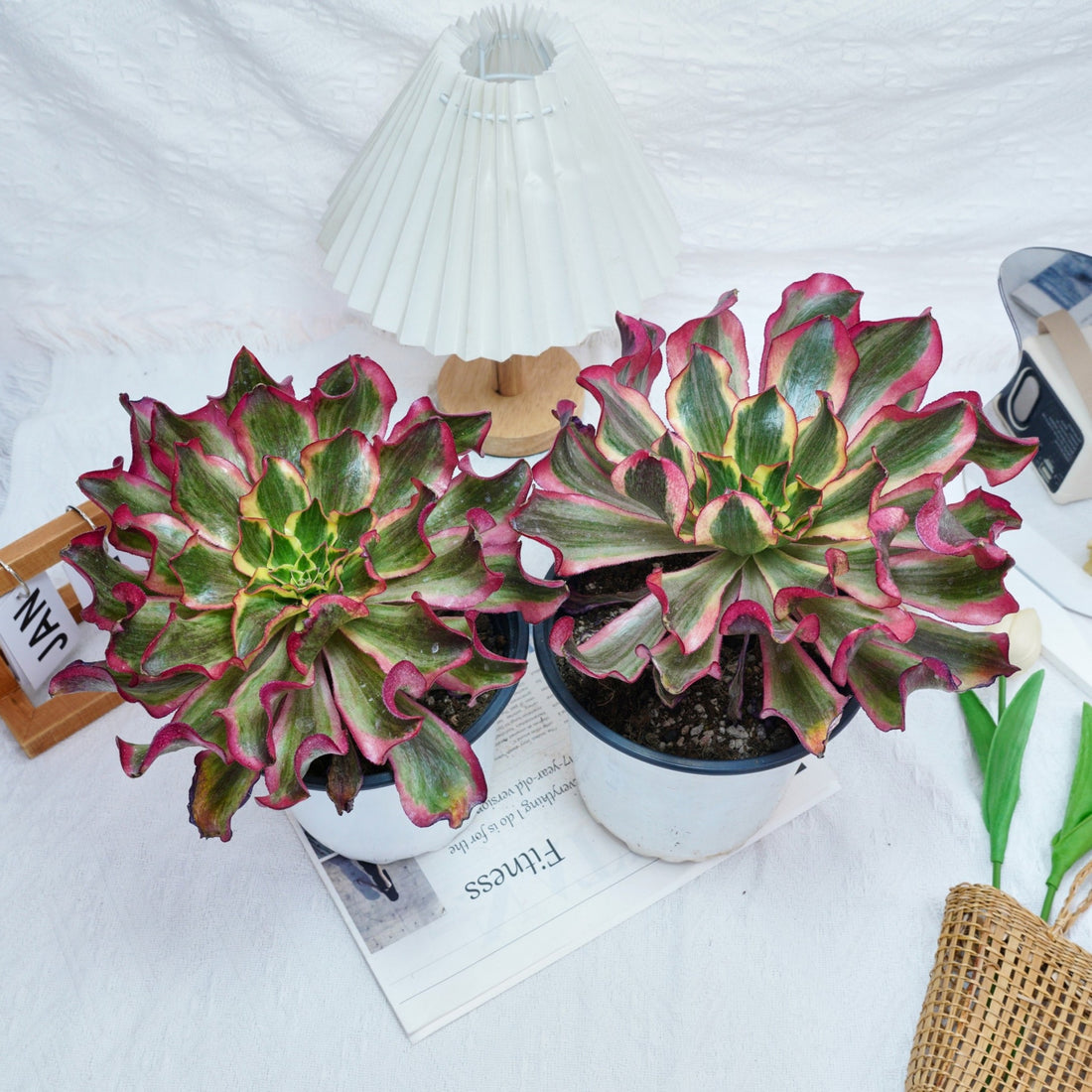 8'' Aeonium Phantom, Rare Live Succulent Plants
