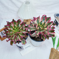 8'' Aeonium Phantom, Rare Live Succulent Plants