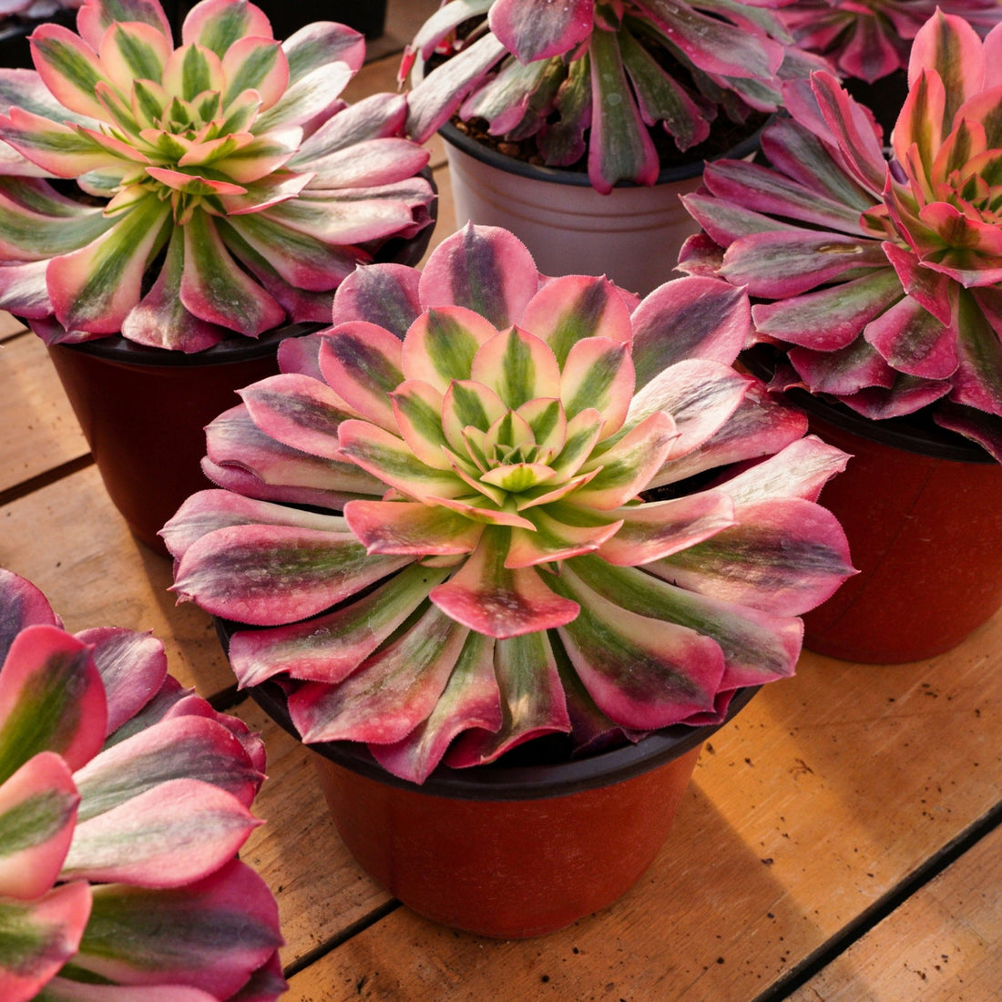 5'' Aeonium Pink Witch, Rare Live Succulent Plants