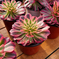 5'' Aeonium Pink Witch, Rare Live Succulent Plants