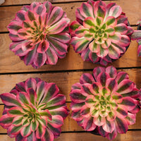 5'' Aeonium Pink Witch, Rare Live Succulent Plants